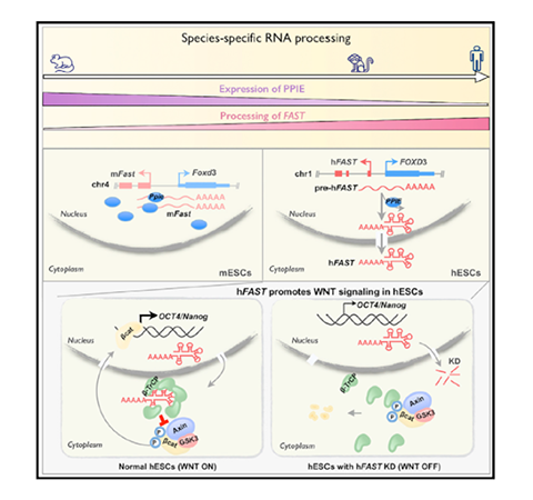 文獻(xiàn)速遞 | 中科院陳玲玲研究組發(fā)現(xiàn)lncRNA物種特異性加工及功能演變