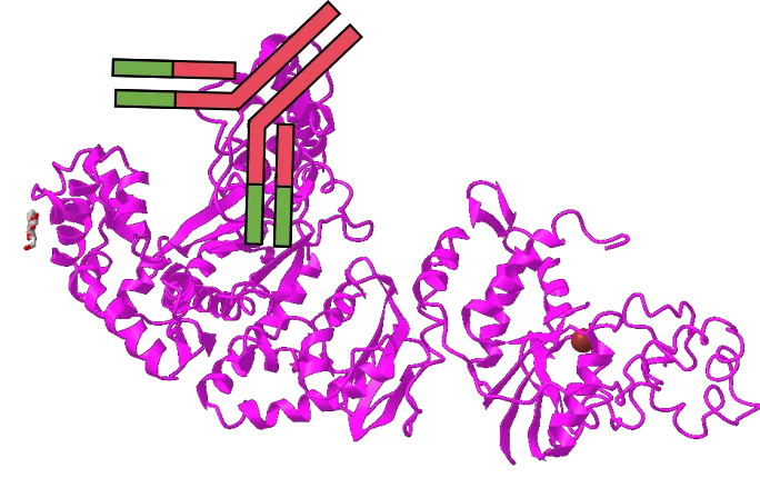 想提高PCR特異性嗎？用對(duì)酶很重要！
